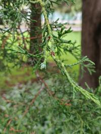 Hesperocyparis lusitanica image